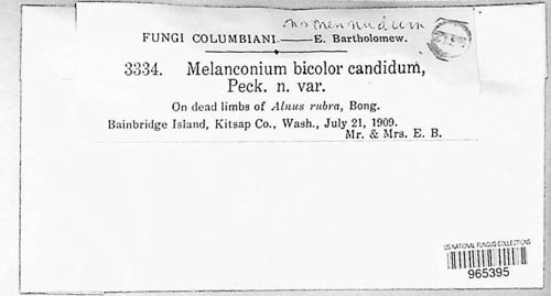 Melanconium bicolor var. candidum image